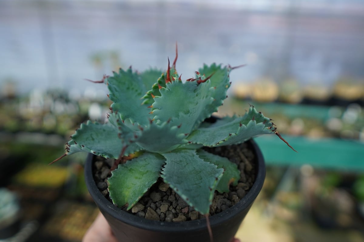 アガベ ポタトラム ”スポーン” agave potatorum 