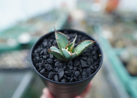 アガベ　チタノタ　FO-76　Agave titanota  FO-76　No.4