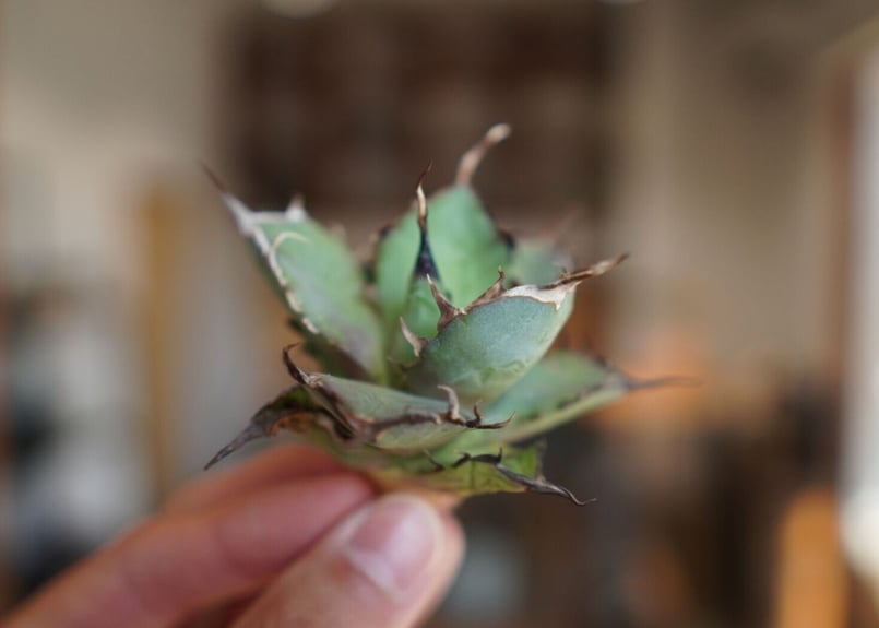 アガベ チタノタ ハデス Agave titanota Hades | mana's farm