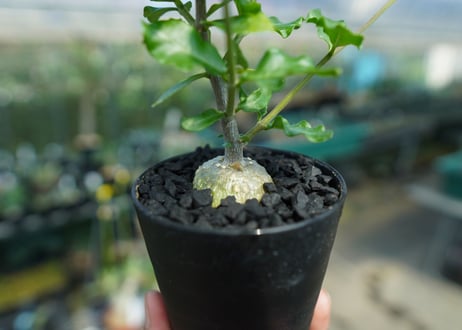 フォッケア　エデュリス　”火星人”　Fockea edulis  No.3