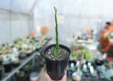 アデニア　グラウカ　Adenia Glauca　No.2