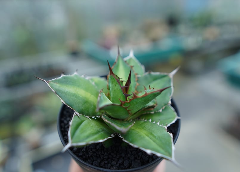 アカベ ケルチョベイ 大株 アガベ ケルチョベイの魅力｜KKGREEN