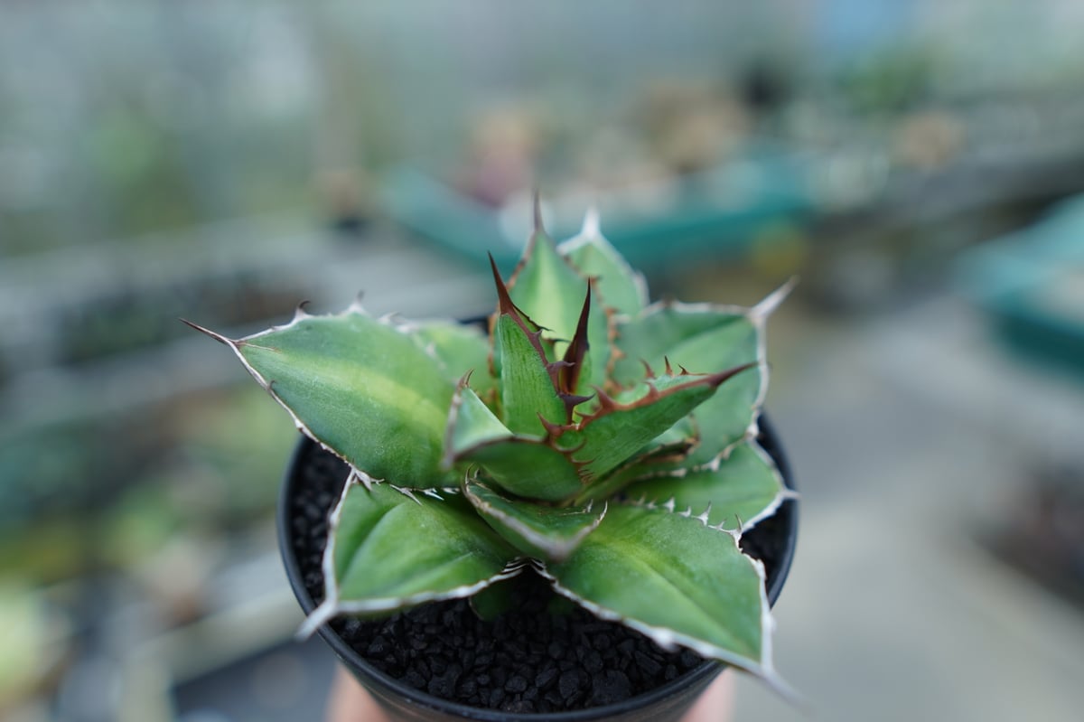 アガベ チタノタ×ケルチョベイ Agave titanota x kerchovei | ma