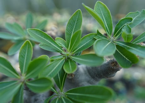 パキポディウム マカイエンセ　Pachypodium makayense　No.1