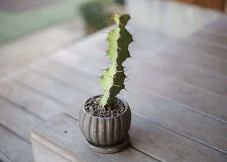 ユーフォルビア 大雲閣　Euphorbia acrurensis