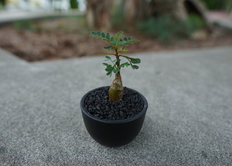 センナ・メリディオナリス ② センナ メリディオナリス / Senna meridionalis #2 | Ducks (