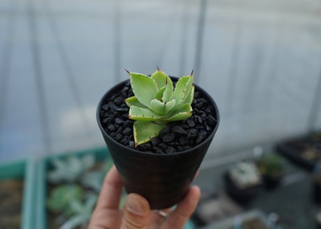 アガベ　マクロアカンサ×ポタトラム　 Agave macroacantha×potatorum
