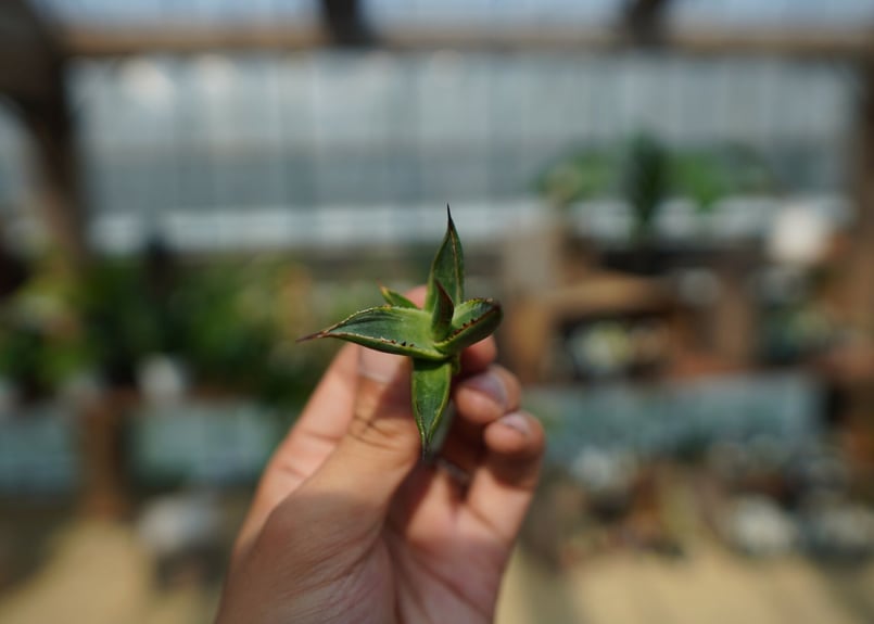 アガベ サングロー Agave Sun Glow No.1 | mana's farm:塊根