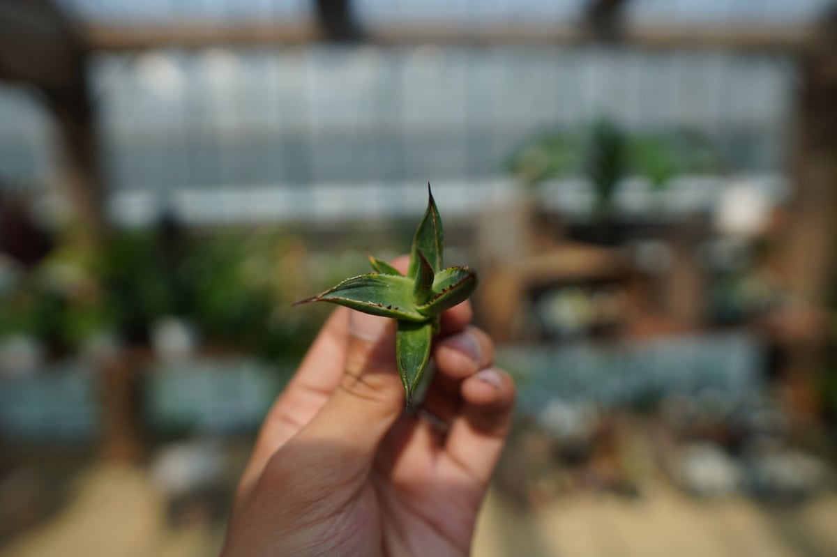 アガベ サングロー Agave Sun Glow No.1 | mana's farm:塊根