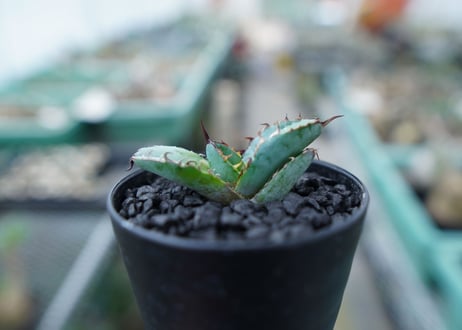 アガベ　チタノタ　 ブラックアンドブルー 　Agave titanota black and blue　No.17