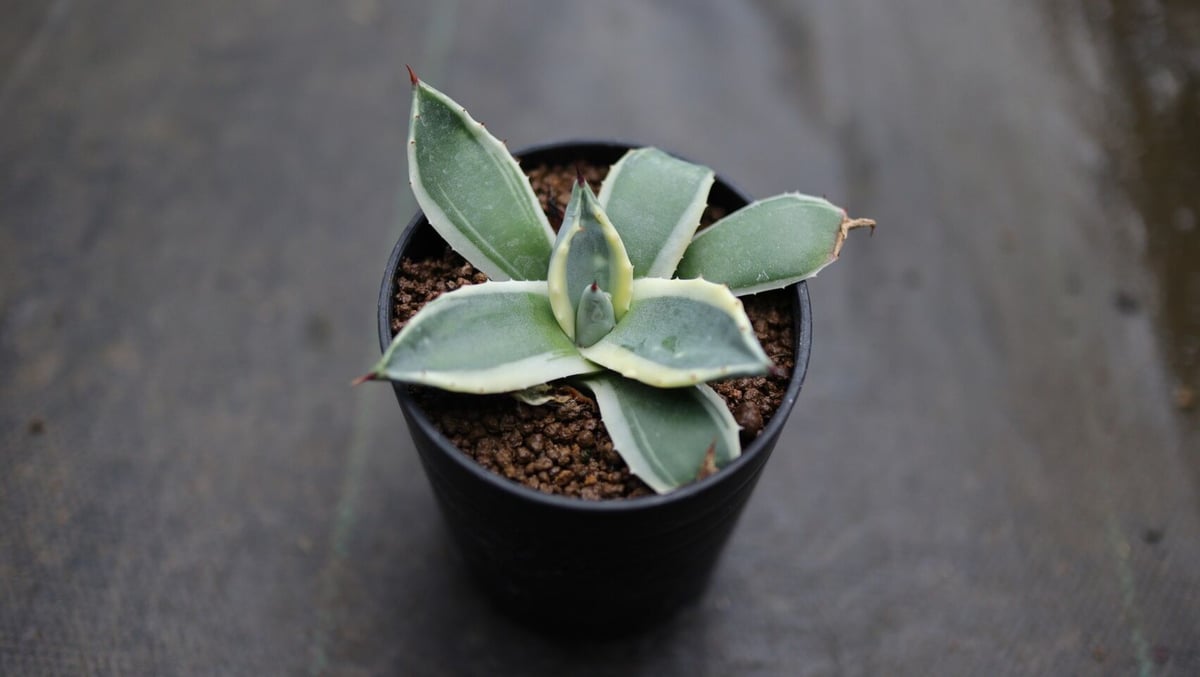 アガベ クリームスパイク | mana's farm:塊根植物・アガベ・ドライ