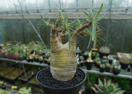 パキポディウム　グラキリス　 Pachypodium Gracilius  No.1