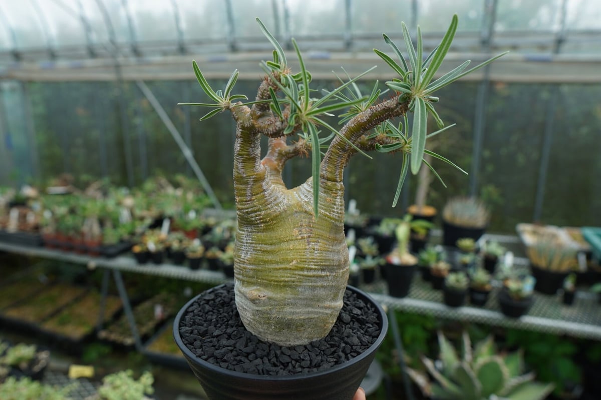 パキポディウム グラキリス L（Pachypodium gracilius） パキポディウム グラキリス Pachypodium Gracilius No.1 | ma