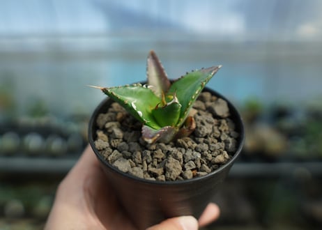 アガベ　チタノタ　ハデス　Agave titanota Hades　No.2