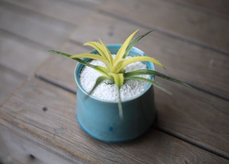 ディッキア　パラファット　Dyckia 'Pallaphat'