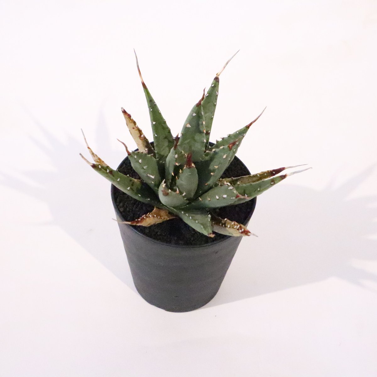 アガベ　ユタエンシス　ネバデンシス　アルミ鉢　植物　塊根植物　ドライガーデン アガベ ユタエンシス ネバデンシス | mana's farm:塊根植物