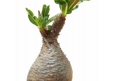 Pachypodium Gracilius パキポディウム  グラキリス  №１ little