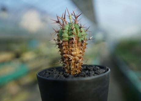 ユーフォルビア　群星冠　Euphorbia stellispina  No.1