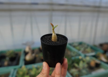 アデニウム　Adenium  No.2