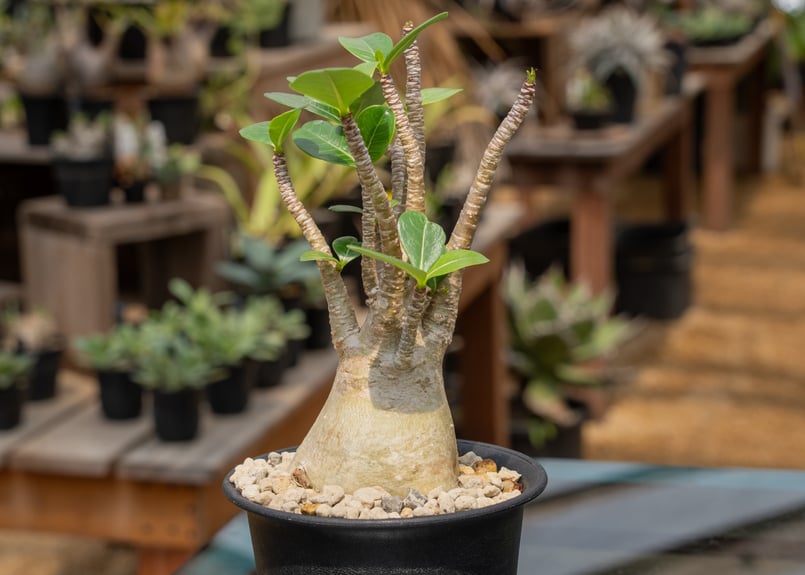 アデニウム アラビカム | mana's farm:塊根植物・アガベ・ドライ