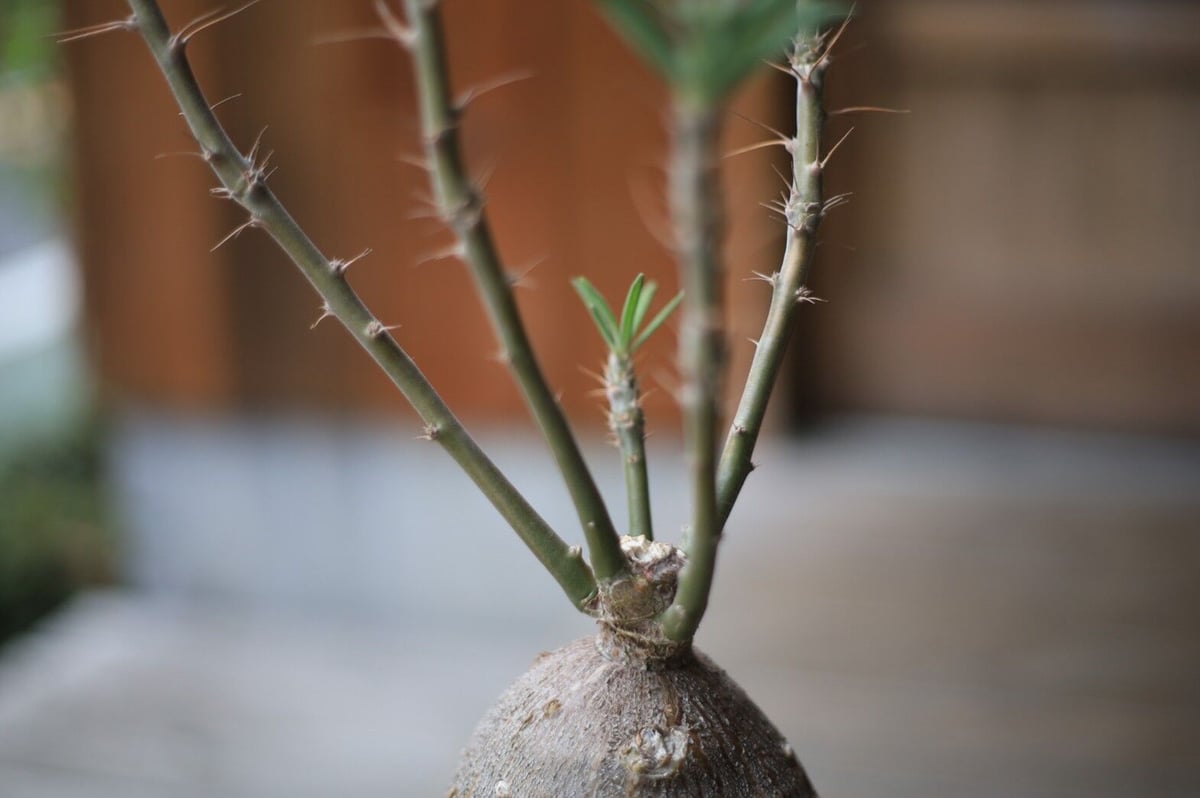 パキポディウム サキュレンタム Pachypodium succulentum | man