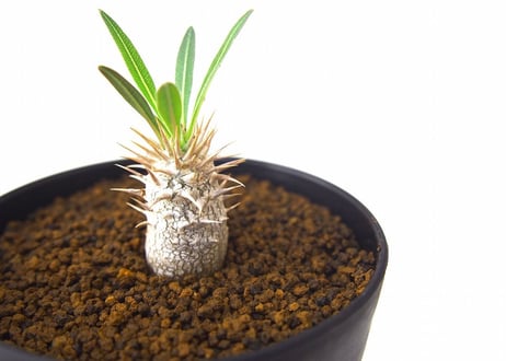 パキポディウム イノピナツム　Pachypodium inopinatum no.3