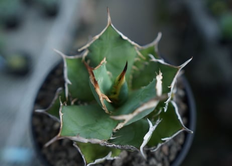 アガベ　チタノタ　FO-76　agave titanota  FO-76  No.2