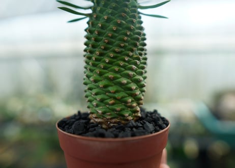 ユーフォルビア　ソテツキリン "パイナップルコーン"　Euphorbia sotetsukirin  No.1