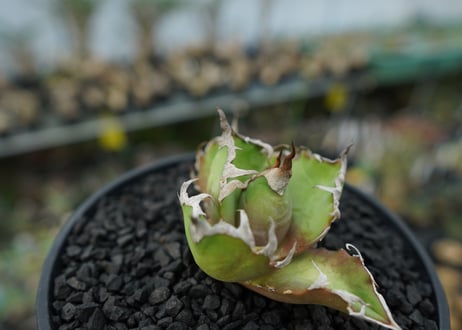 アガベ チタノタ シーザー agave titanota caesar　No.1