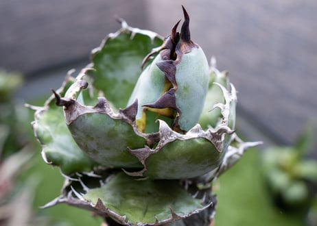 Agave B&B  №6