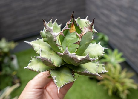 Agave titanota dwarf 姫厳龍 B NO.2