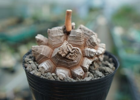 【長谷川園芸産】亀甲竜　Dioscorea elephantipes　No.7