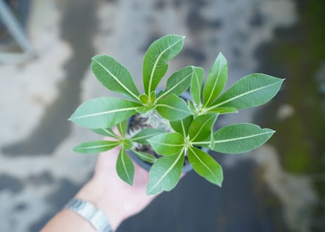 パキポディウム　ホロンベンセ　Pachypodium horombense  No.11
