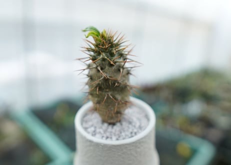 パキポディウム　ラメリー　Pachypodium lamerei