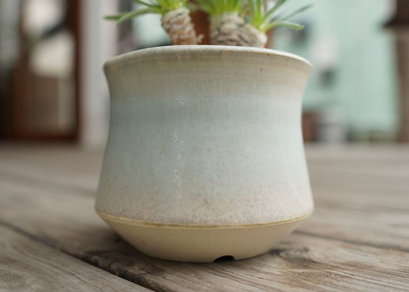 オトンナ レトロルサ Othonna retrorsa | mana's farm:塊根植物・