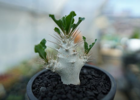 パキポディウム　サンデルシー　Pachypodeium saundersii  No.3