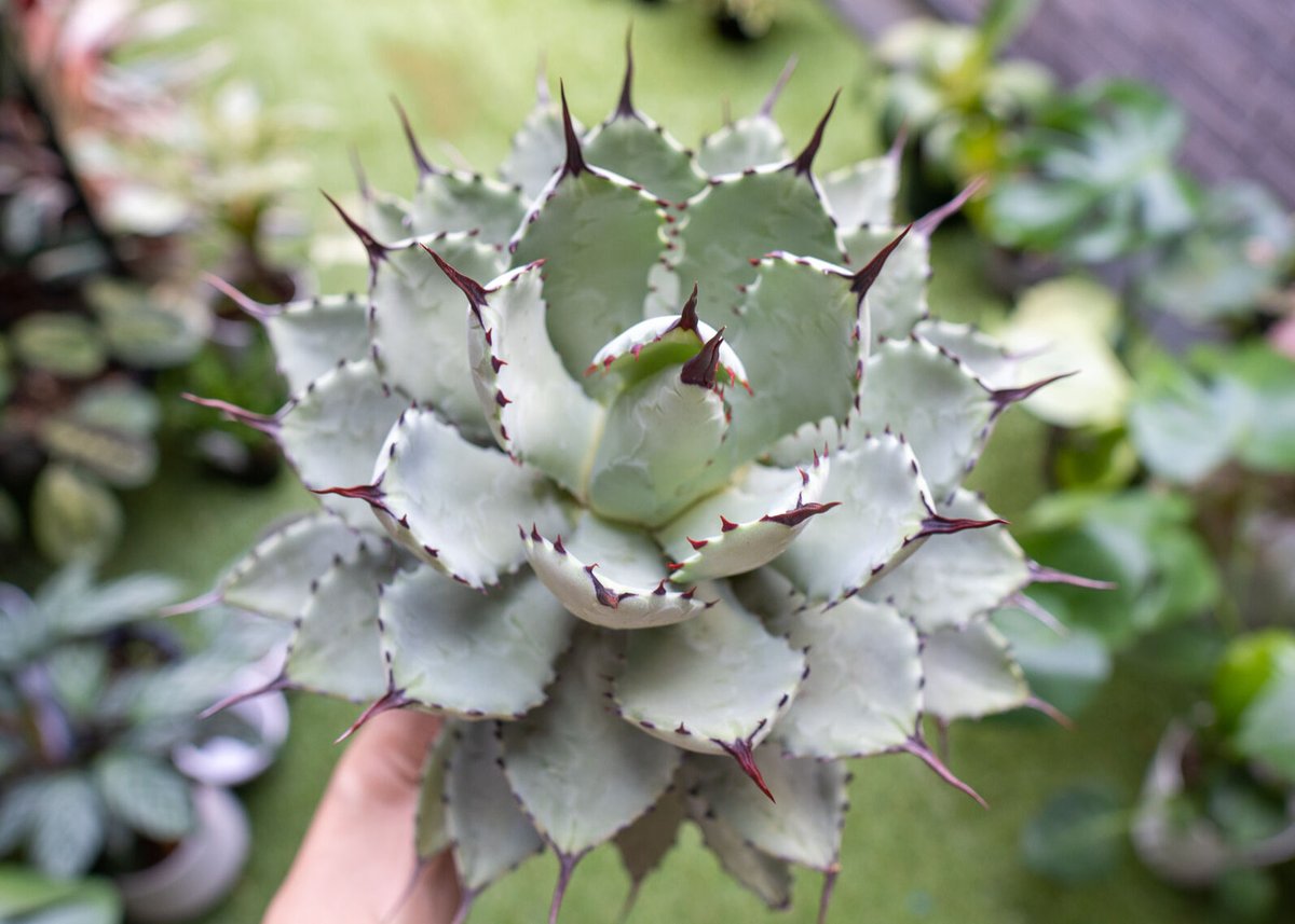 Agave macroacantha x Potatorum 中 NO.3 (G) | man