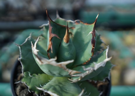 アガベ チタノタ R agave titanota R A8
