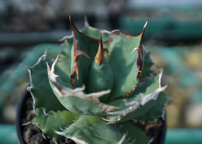 アガベ　チタノタ　コードR 親株 アガベ チタノタ R agave titanota R | mana's farm:塊根植物・