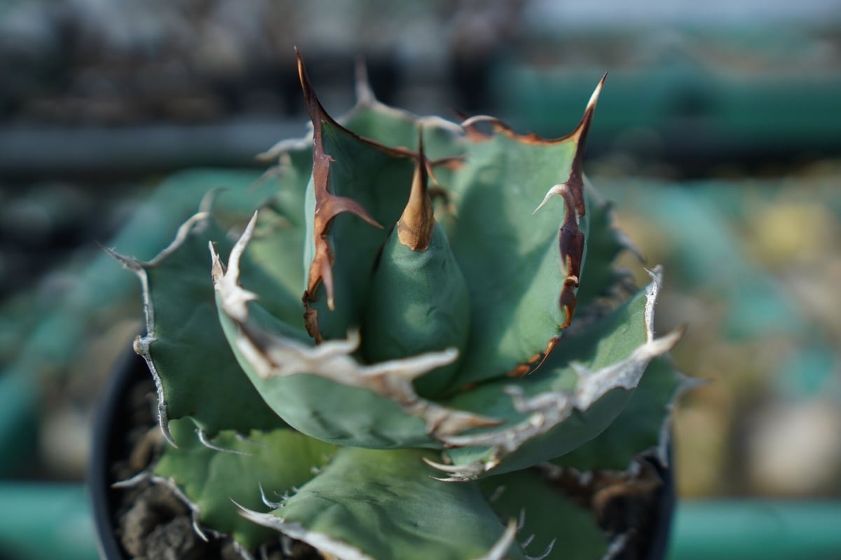 アガベ チタノタ R agave titanota R A8 | mana's farm:塊根
