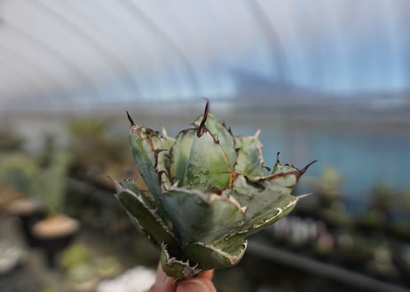 agave titanota ブラック＆ブルー　No.9