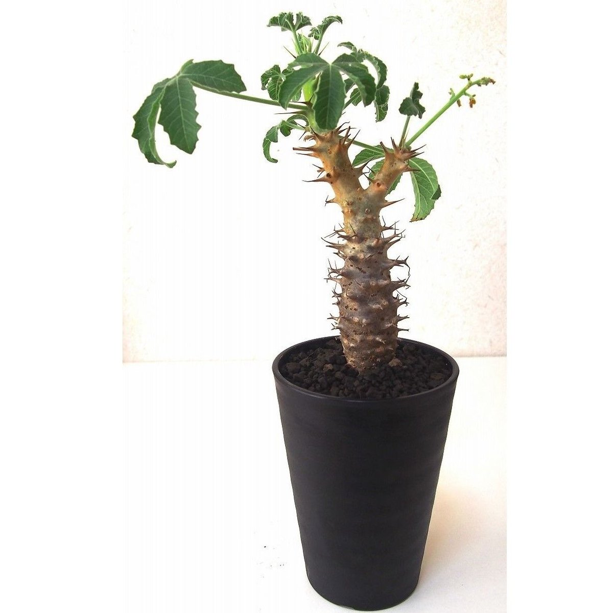 Jatropha fissispina ヤトロファ フィッシスピナ | mana's farm