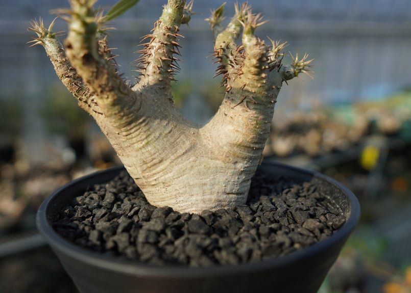 パキポディウム マカイエンセ Pachypodium makayense No.7 | man