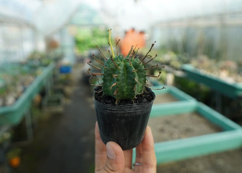 ユーフォルビア スーパーバリダ Euphorbia super valida No.10 |