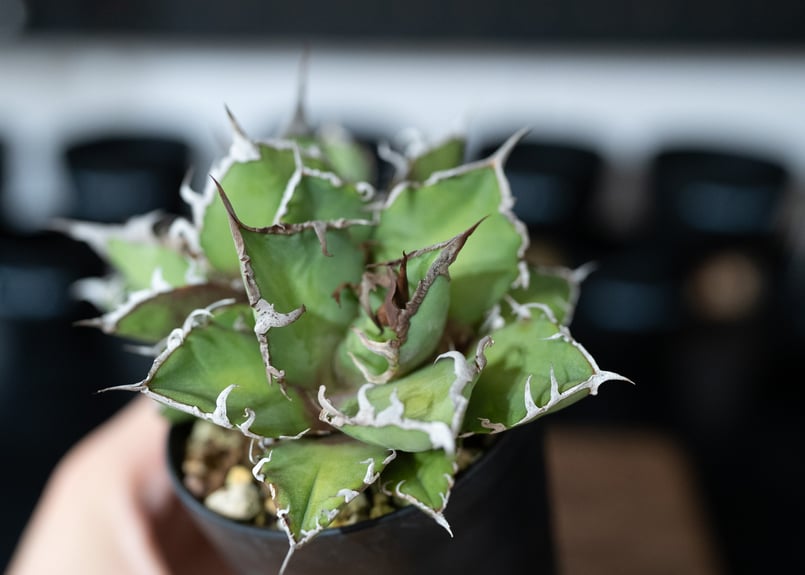 Agave オアハカ　実生株　アガベ agave-oteroi-oaxaca-seed_01-