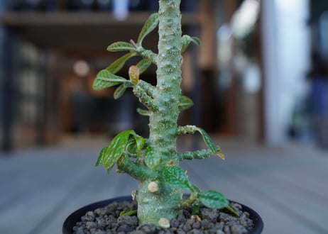 ドルステニア　ギガス　Dorstenia gigas