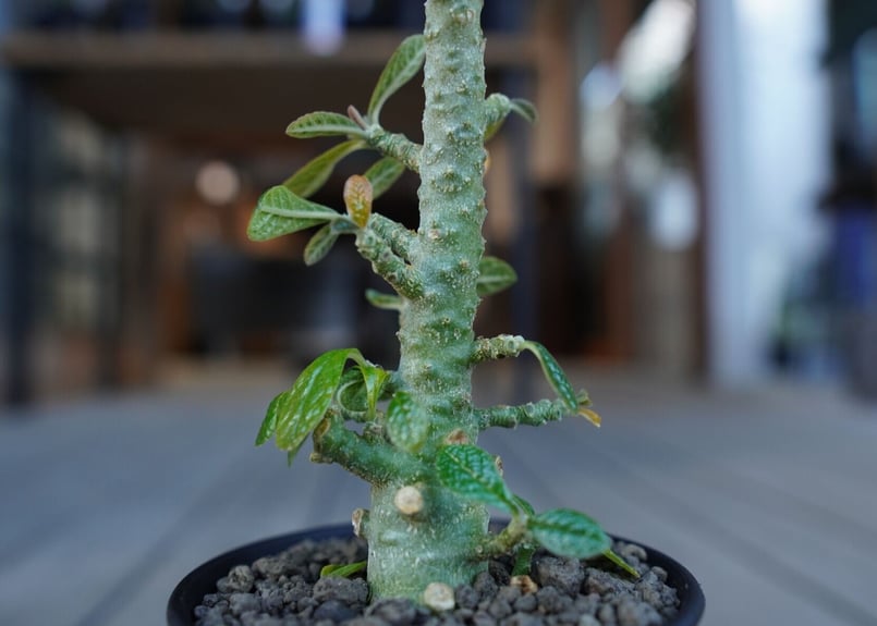 ドルステニア ギガス　Dorstenia gigas塊根植物（特大美株）