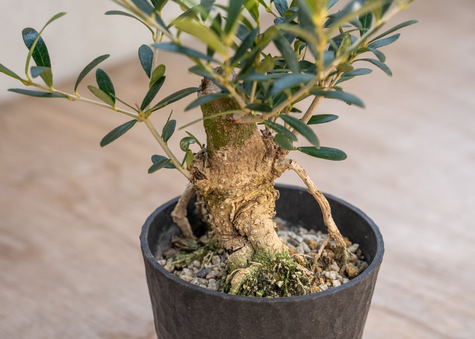 67b2ab591bcd7404e137ca20