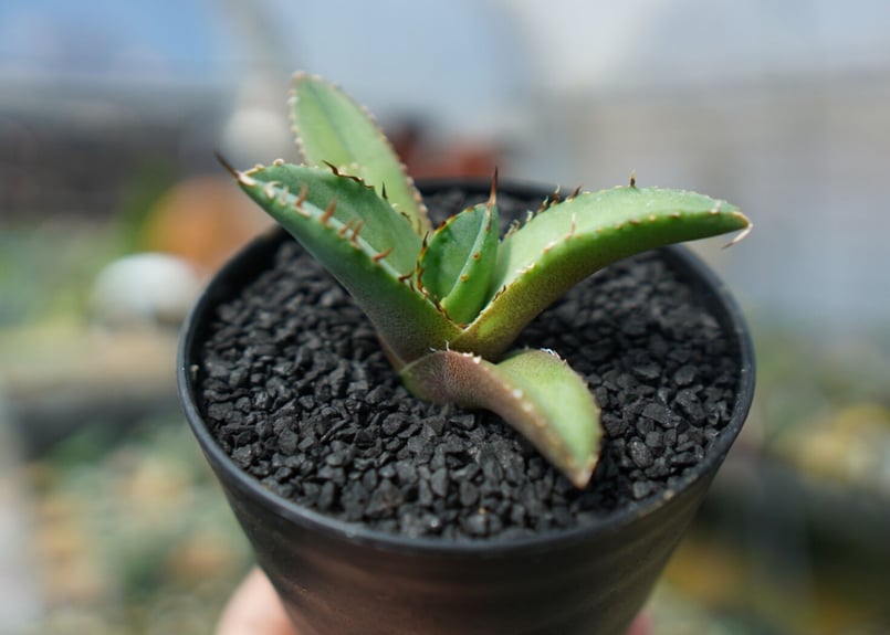 アガベ チタノタ FO-76 agave titanota FO-76 No.7 | man