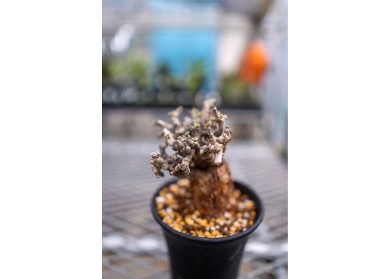 ケラリア ピグマエア | mana's farm:塊根植物・アガベ・ドライガーデン